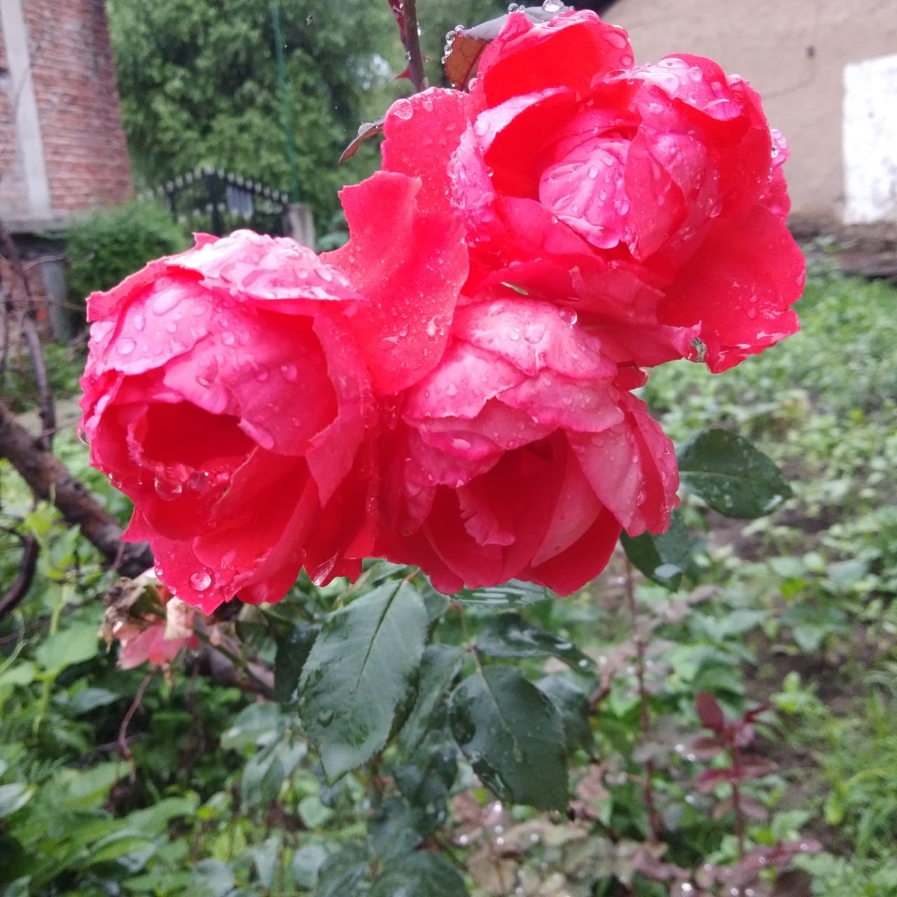 Floribunda (rose)